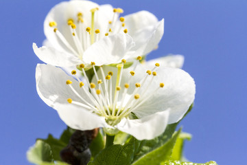 Airy soft white flower of apple tree on blue sky background. Romantic gentle artistic image.