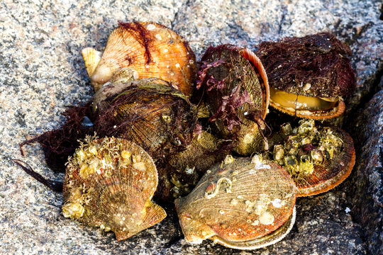 Alive and fresh Icelandic scallops (Chlamys islandica) on the coast of Barents sea, Arctic ocean