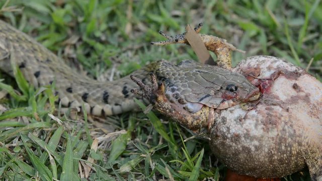 Snakes eat frogs on the lawn.