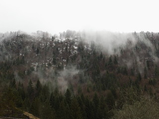 Montagne de sapins dans la brume