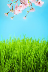 Obraz na płótnie Canvas meadow with green grass and cherry blossom flowers on blue sky background