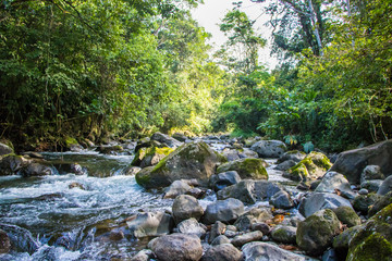 River flowing through rainforest