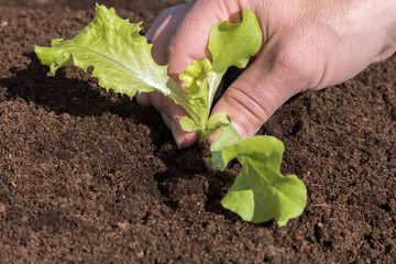 Lettuce salad planting in spring time.