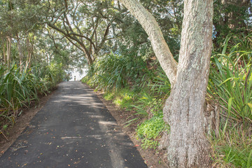 Fototapeta premium An asphalt lane between trees and flax shrubs