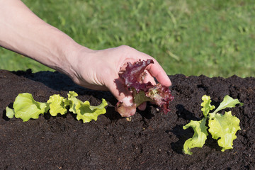 Lettuce salad planting in spring time.