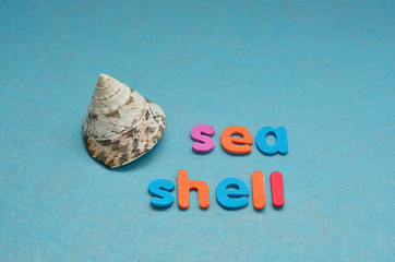 A seashell with the word sea shell on a blue background