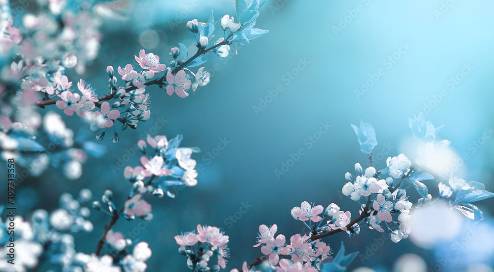 Poster beautiful floral spring abstract background of nature. branches of blossoming apricot macro with sof