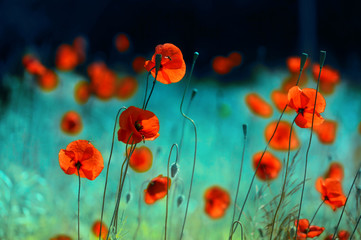 Naklejka premium Kwitnący czerwoni maczki w polu w wiośnie w naturze na turkusowym tle z miękką ostrością, makro-. Zdjęcie z obróbką autorską i tonowaniem. Jasny kolorowy obraz artystyczny, kwiatowy tło.