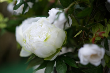 Farbenfrohes Blumenmeer