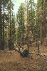 The vintage green forest like a fairytale at Sequoia National Park