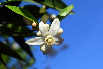 Obraz premium Citrus.Sinensis.Orange.White orange flower on sky background.White orange flower on natural background