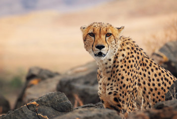 Cheetah