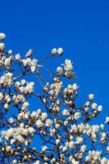 White magnolia (Magnolia denudata)
