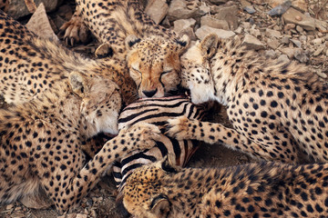 Cheetahs