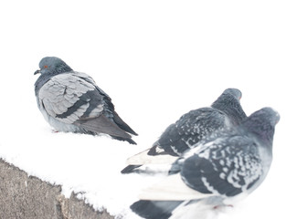 pigeons on a white background