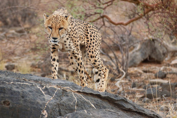 Cheetah