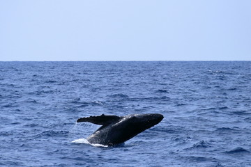 Fototapeta premium Bielenie humbaków