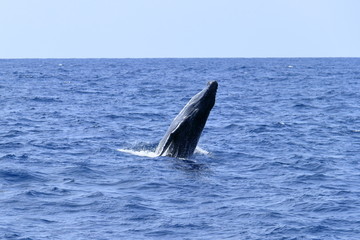 Fototapeta premium スパイホップするザトウクジラ