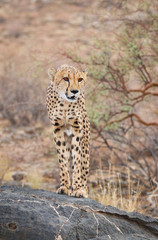 Cheetah