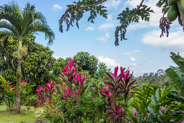 Fototapety  Piękny ogród w tropikalnym lesie deszczowym
