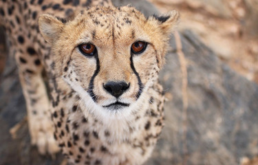 Cheetah