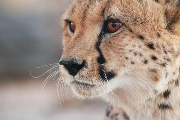 Cheetah