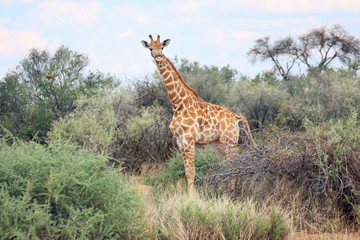 Giraffe
