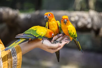 Foto op Plexiglas Sun Conure Parrot eating on hand © OlegD