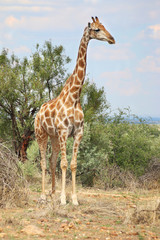 Giraffe