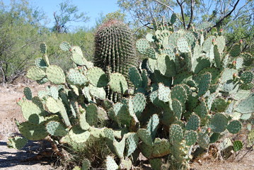 Saguaro Nationalpark