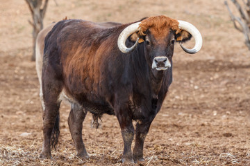 Buey mirando de frente. Jiménez de Jamuz, León, España.