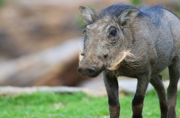 Warthog baby