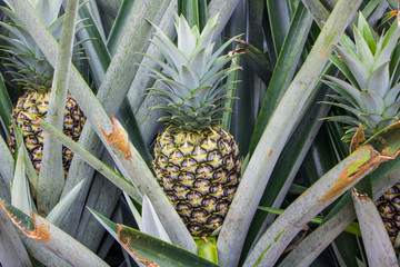 Obraz premium Pineapple growing in farm