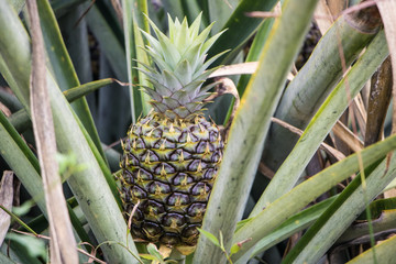 Obraz premium Pineapple growing in farm