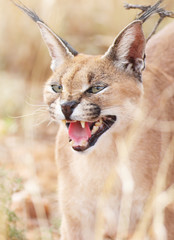 Hissing caracal