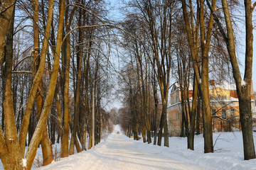 Winter alley / Big trees are growing on both sides of snow covered road, Uglich, Yaroslavl region, Russia