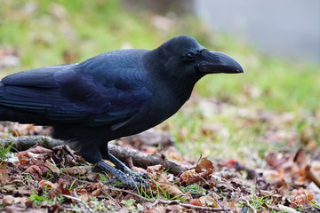 生きる