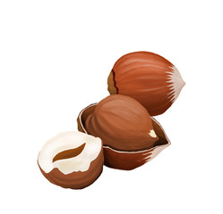 Closeup of hazelnuts, isolated on the white background. Raster illustration.