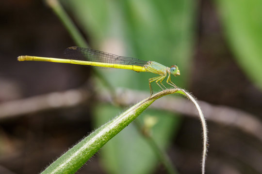 Image of Ceriagrion coromandelianum dragonfly (male) on green leaves. Insect Animal.
