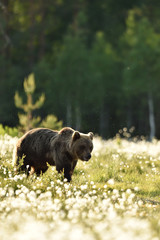 Brown bear at summer. Bear at daylight.
