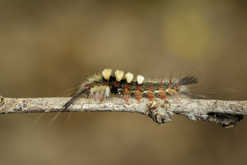 Image of worm on tree branch, A reptile that is common in nature Living under the ground Leaves and trees. Insect. Animal