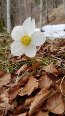 Christmas Rose - Steyrling - Austria