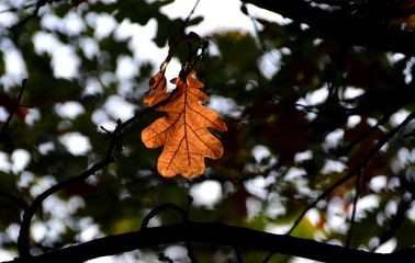 autumn, autumn leaves
