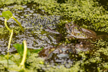 Frogs & spawn 3
