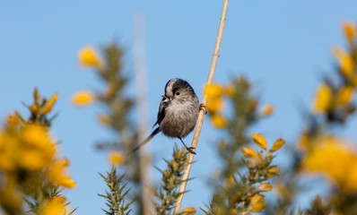 Reef tit 3