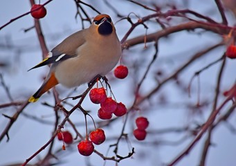 waxwing