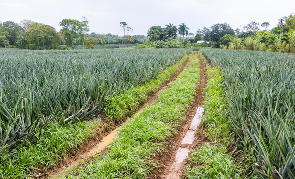 Beautiful pineapple farm in Costa Rica