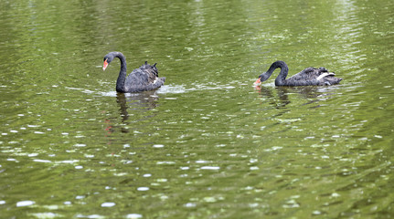 Two black swans float in the lake. Beautiful wildlife concept.