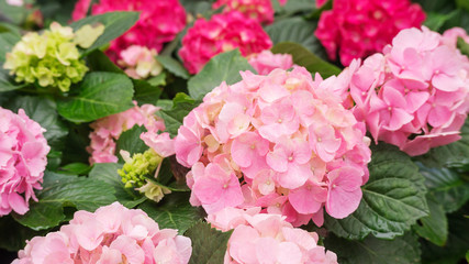 Fototapeta premium Pink hydrangea flower in a garden.