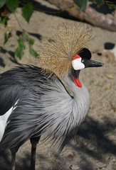 East African Crowned Crane